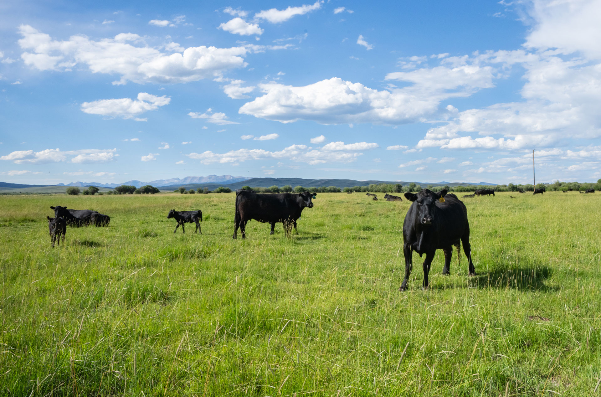 Riverbend Ranch grassland