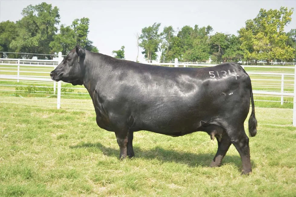 Riverbend Ranch cattle