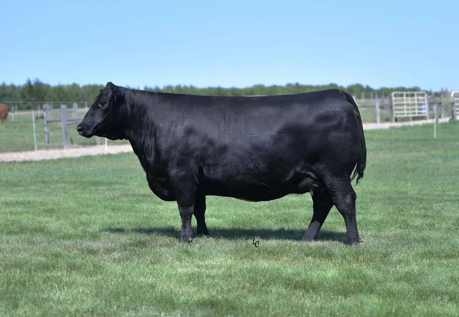 Riverbend Ranch cattle