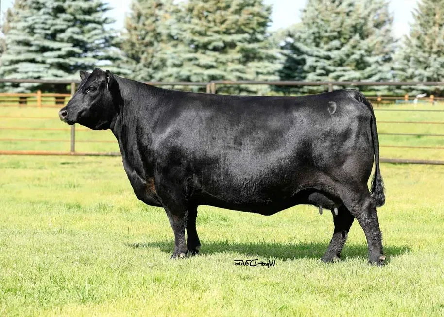 Riverbend Ranch cattle
