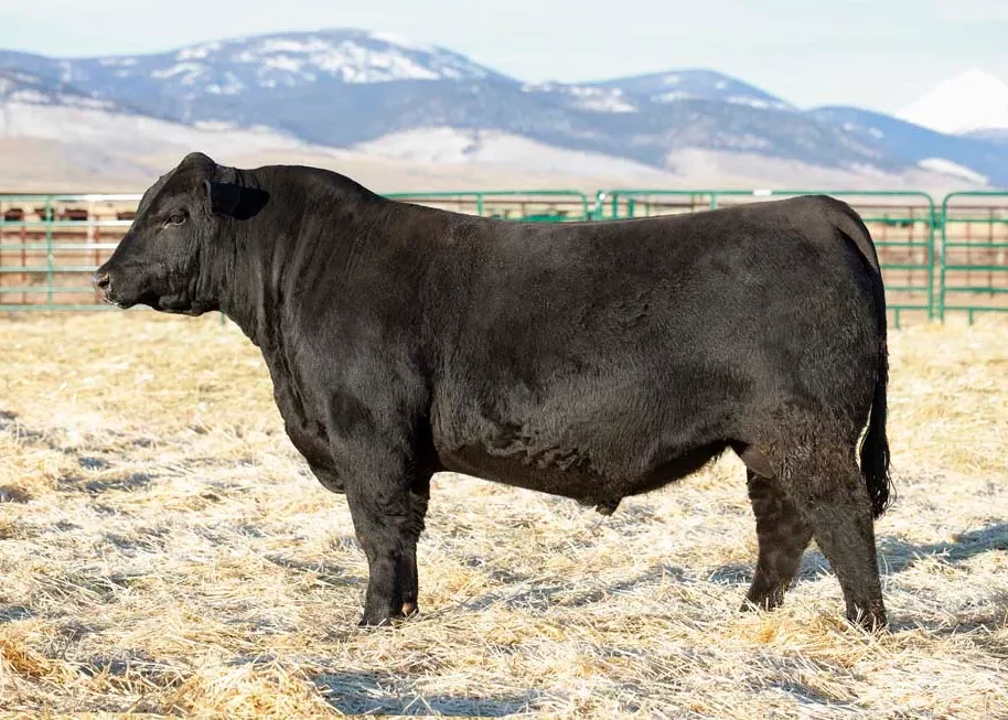 Riverbend Ranch cattle