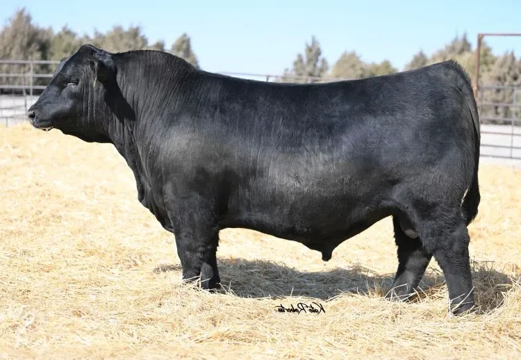 Riverbend Ranch cattle