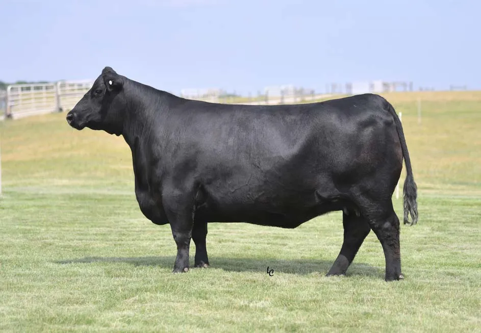 Riverbend Ranch cattle