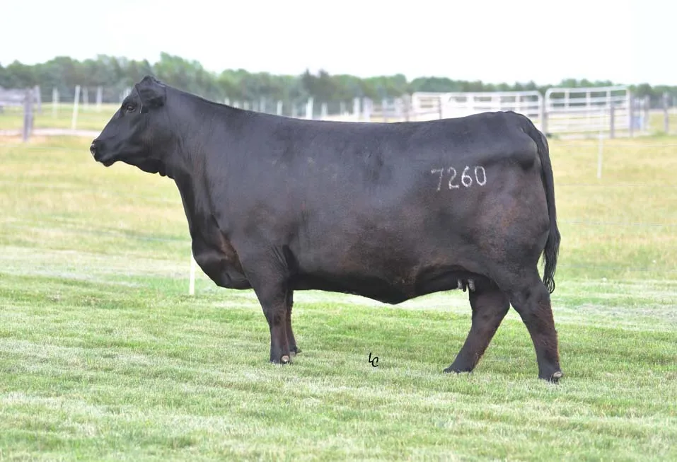 Riverbend Ranch cattle