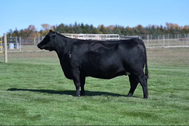 Riverbend Ranch cattle