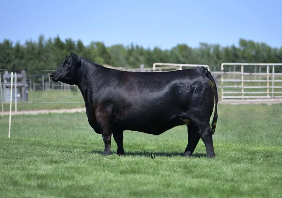 Riverbend Ranch cattle