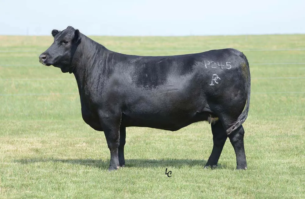 Riverbend Ranch cattle