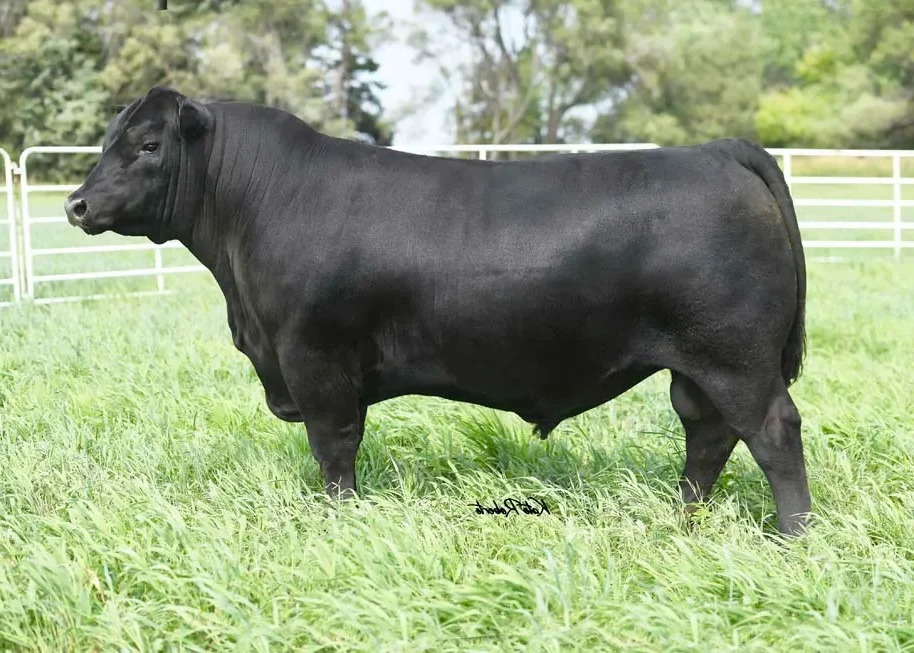 Riverbend Ranch cattle