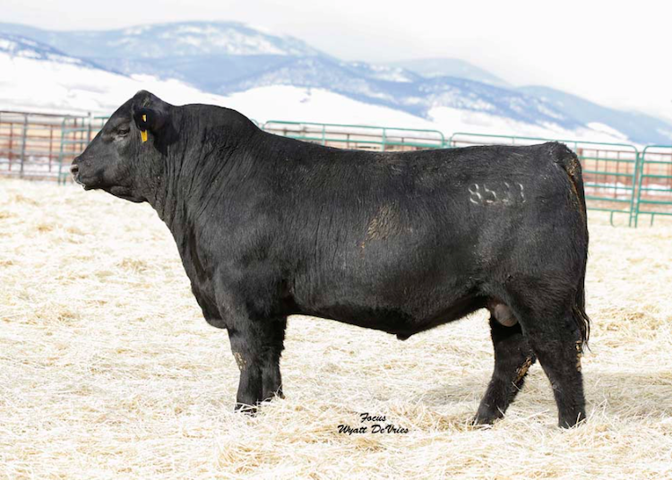 Riverbend Ranch cattle