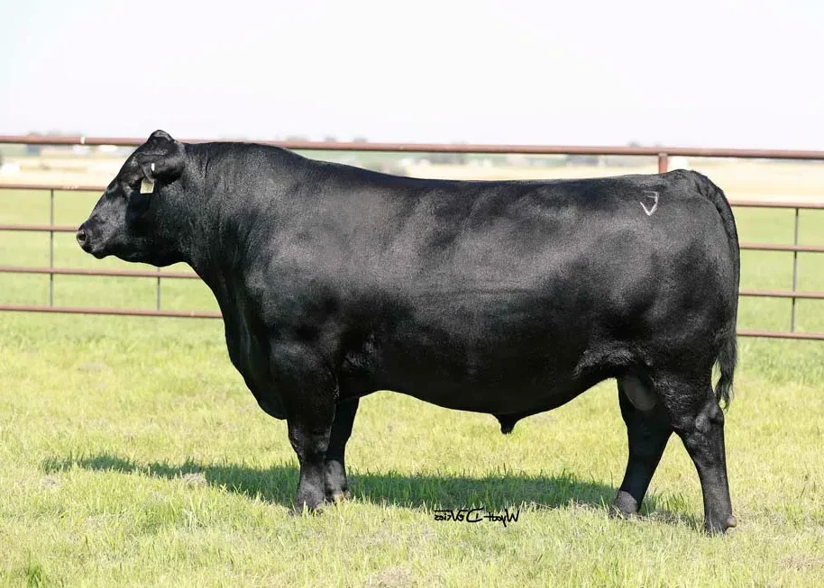 Riverbend Ranch cattle