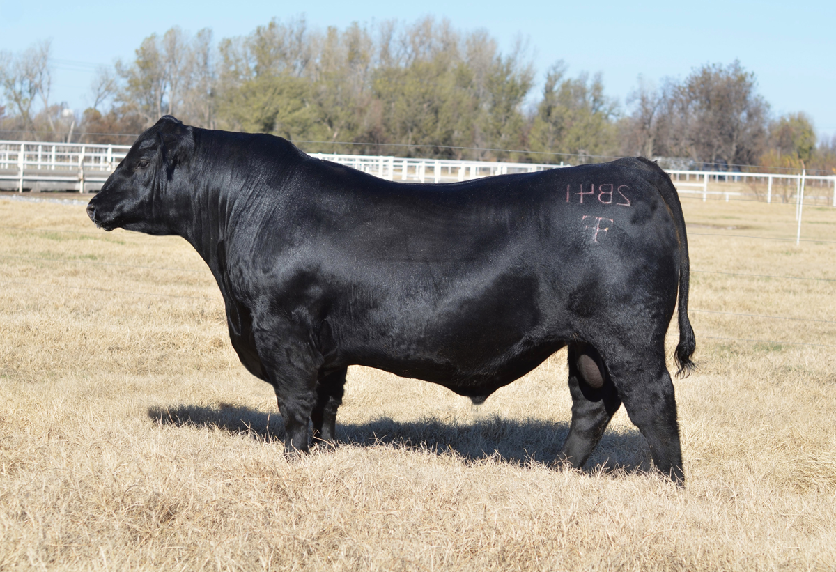 Riverbend Ranch cattle