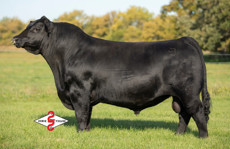 Riverbend Ranch cattle