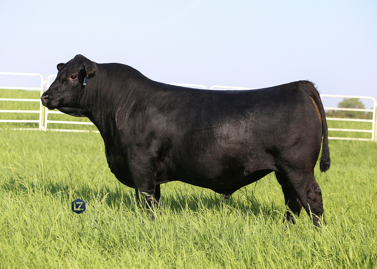 Riverbend Ranch cattle