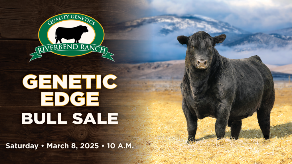 Riverbend Ranch Genetic Edge Bull Sale