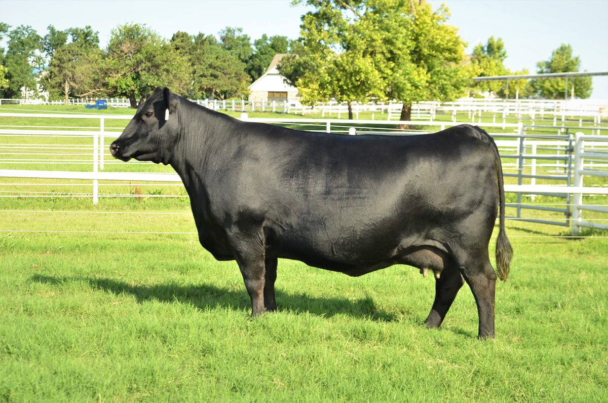 Riverbend Ranch cattle