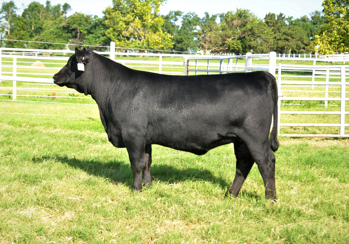 Riverbend Ranch cattle