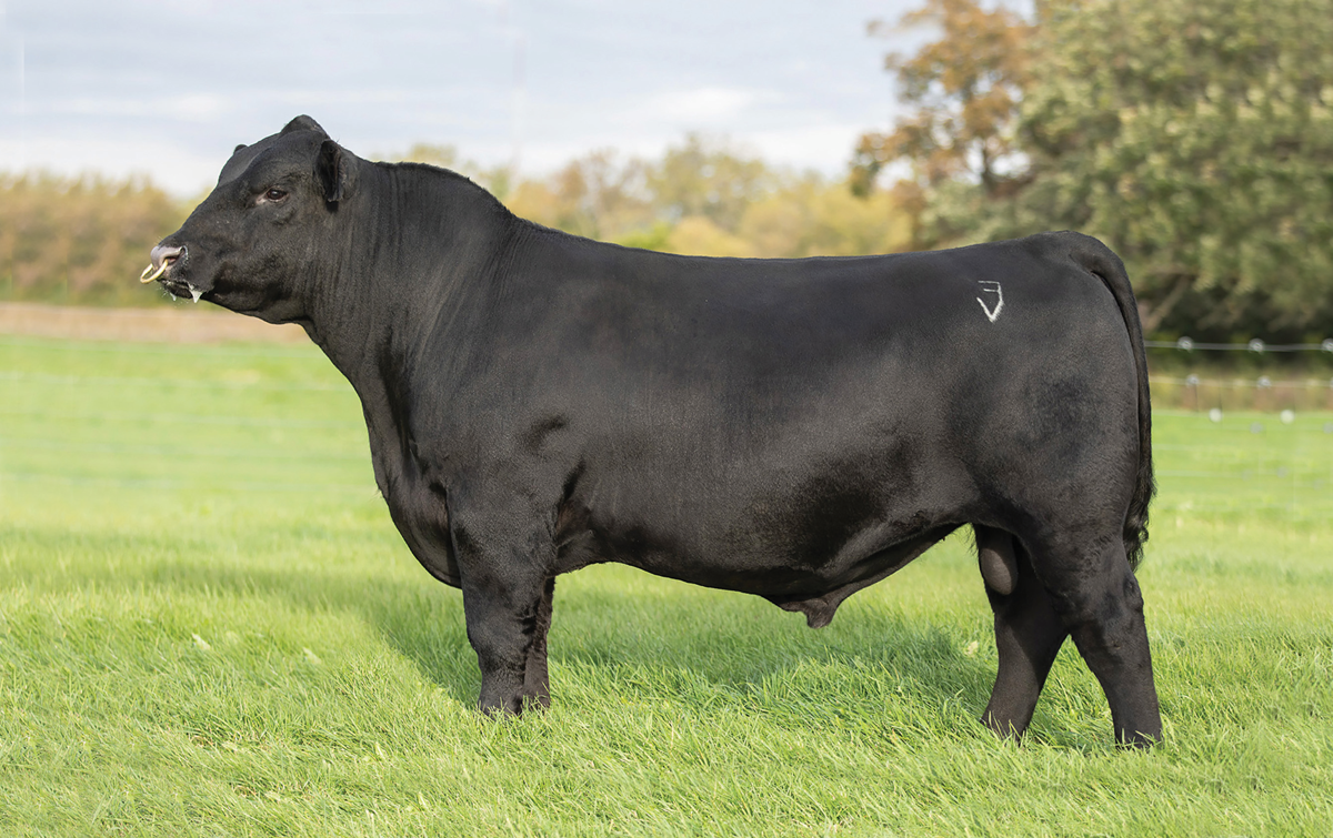 Riverbend Ranch cattle