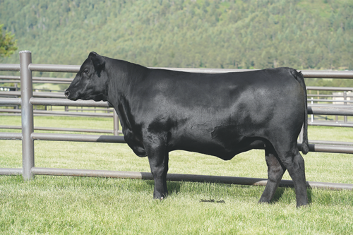 Riverbend Ranch Cattle