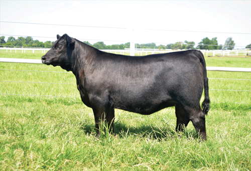 Riverbend Ranch Cattle