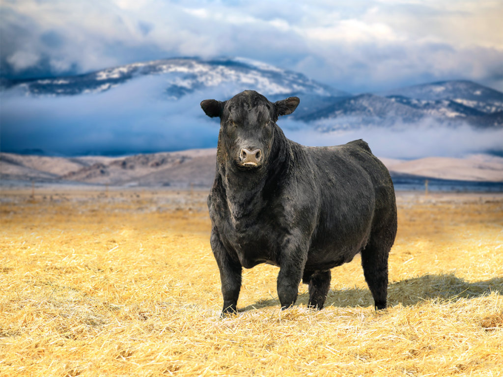 Riverbend Ranch Bull Sale