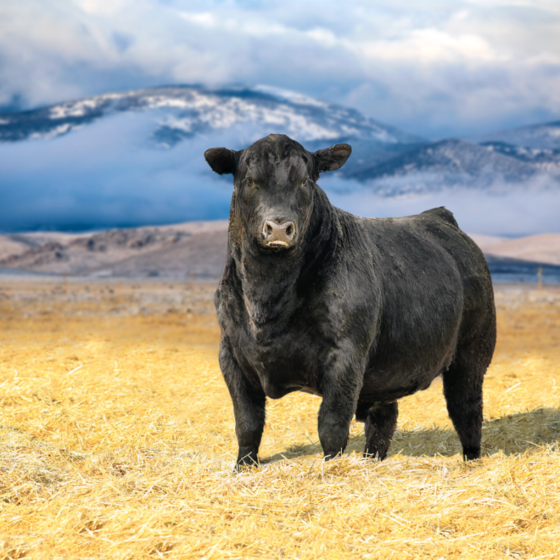 Riverbend Ranch Bull Sale