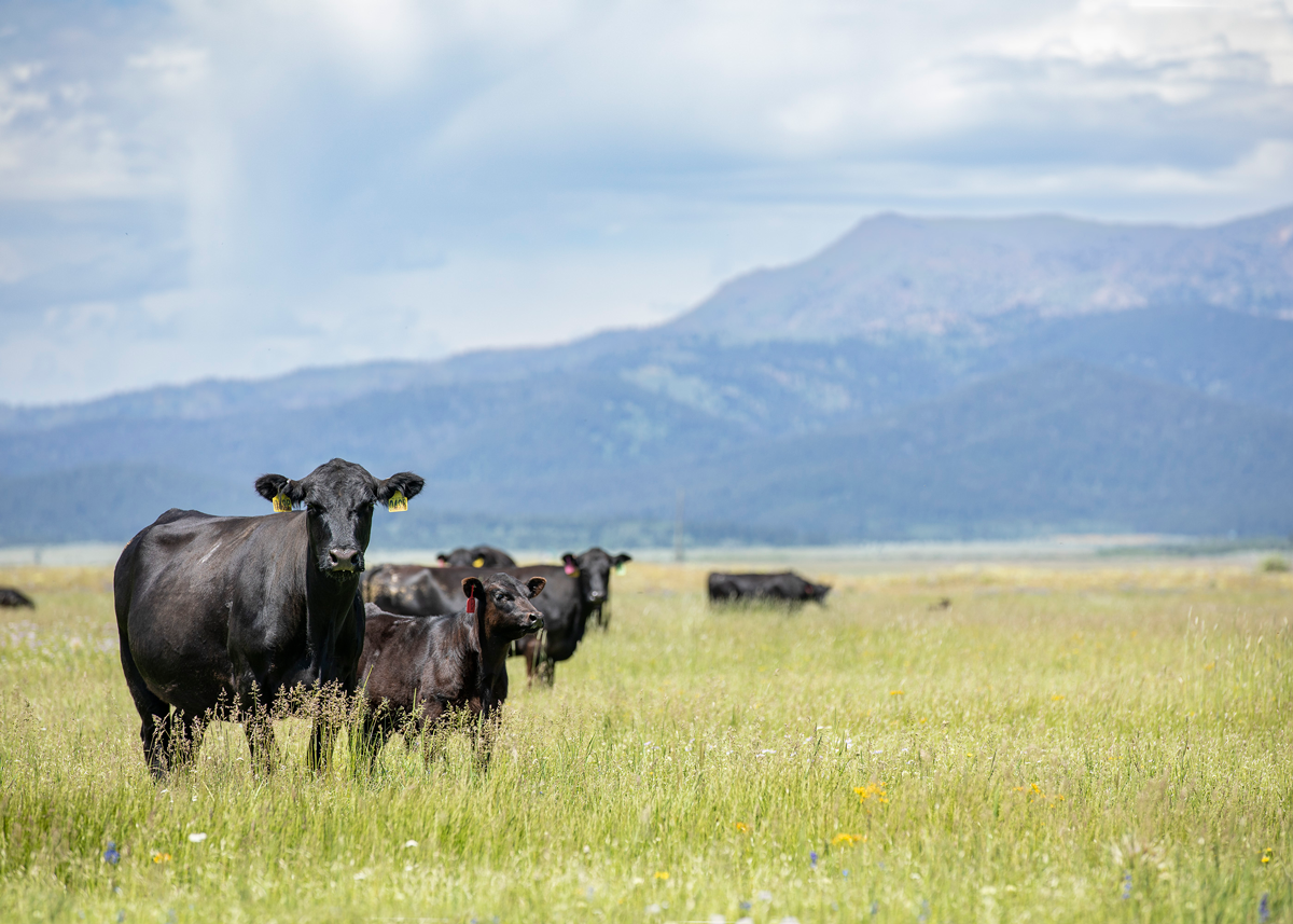 Riverbend Ranch cows
