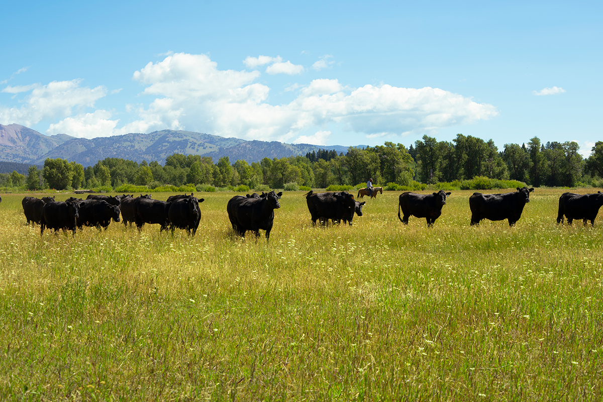 Riverbend Ranch cattle