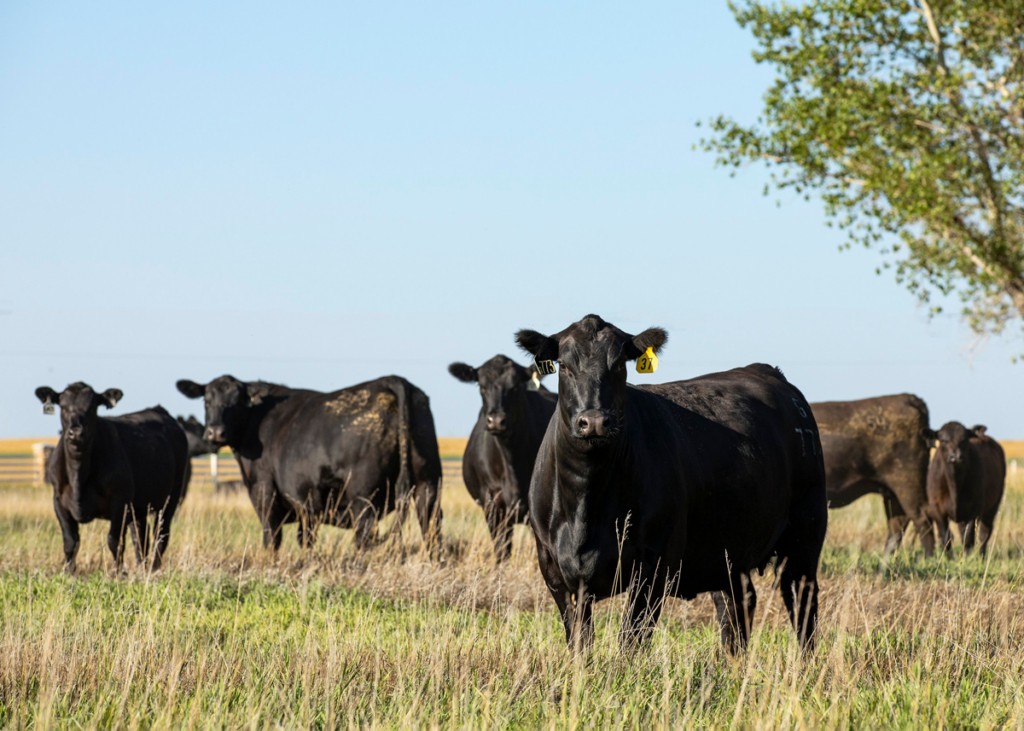 Riverbend Ranch cattle