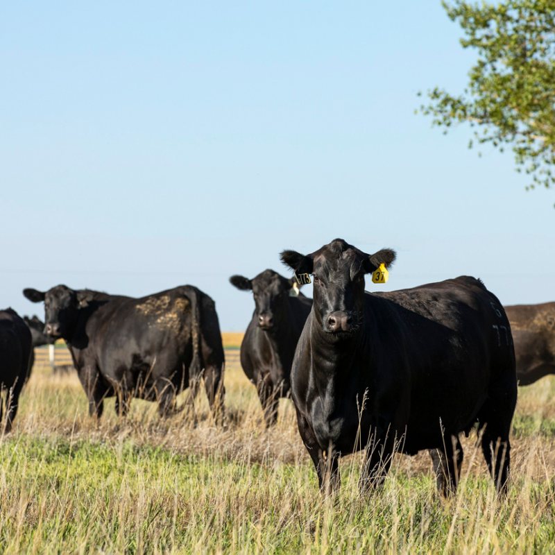 Riverbend Ranch cattle